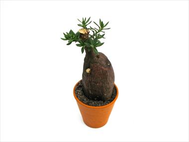 Photo de variété de fleurs à utiliser comme: Pot Cactus Caudex pachypodium bispinosum