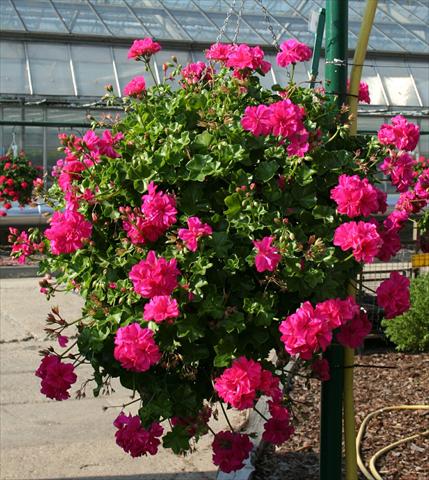 Photo de variété de fleurs à utiliser comme: Plante à massif, patio, Suspension Pelargonium peltatum pac® Ricky