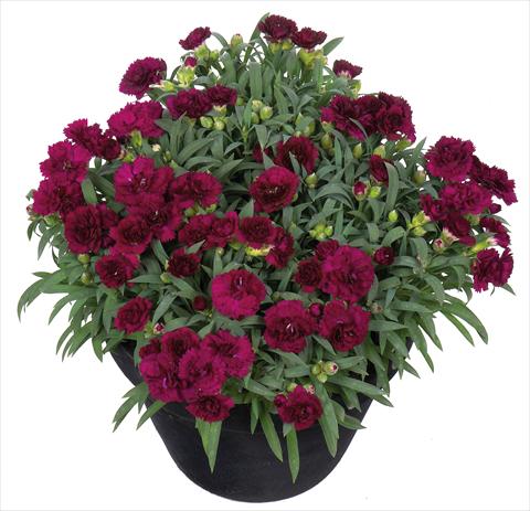 Photo de variété de fleurs à utiliser comme: Suspension / pot Dianthus Sunflor® Paseo