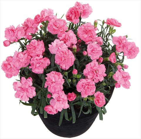 Photo de variété de fleurs à utiliser comme: Suspension / pot Dianthus Sunflor® Pink Panther