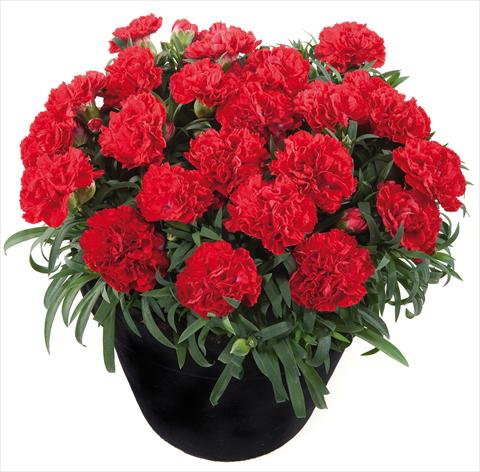 Photo de variété de fleurs à utiliser comme: Suspension / pot Dianthus Sunflor® Red Bull