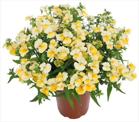 Photo de variété de fleurs à utiliser comme: Suspension / pot Nemesia Angelart® fides® Pineapple