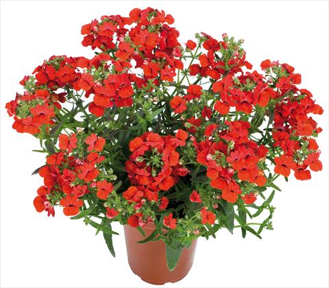 Photo de variété de fleurs à utiliser comme: Suspension / pot Nemesia Angelart® fides® Strawberry