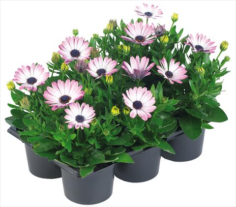 Photo de variété de fleurs à utiliser comme: Pot et Plante à massif Osteospermum Margarita Nano® fides® Pink Bicolor