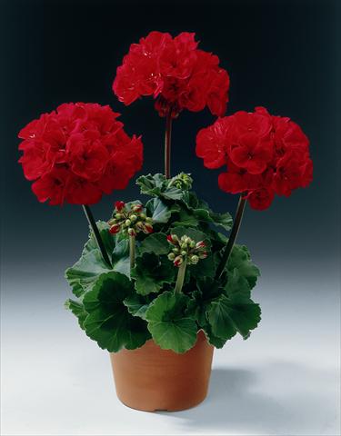 Photo de variété de fleurs à utiliser comme: Pot, Plante à massif, patio Pelargonium zonale pac® Samelia