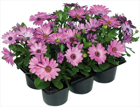 Photo de variété de fleurs à utiliser comme: Pot et Plante à massif Osteospermum Margarita Nano® fides® Pink