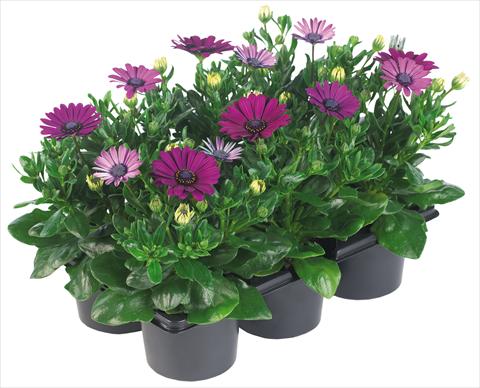 Photo de variété de fleurs à utiliser comme: Pot et Plante à massif Osteospermum Margarita Nano® fides® Purple