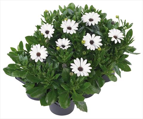 Photo de variété de fleurs à utiliser comme: Pot et Plante à massif Osteospermum Margarita Nano® fides® White