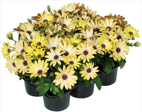 Photo de variété de fleurs à utiliser comme: Pot et Plante à massif Osteospermum Margarita Nano® fides® Yellow