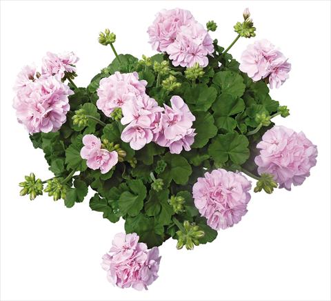 Photo de variété de fleurs à utiliser comme: Patio, pot Pelargonium interspecifico Interspecific® fides® Belcanto