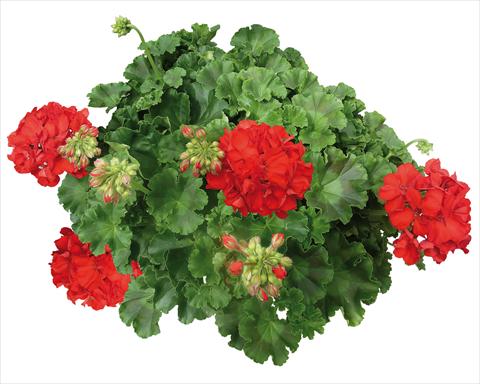 Photo de variété de fleurs à utiliser comme: Patio, pot Pelargonium interspecifico Interspecific® fides® Mambo