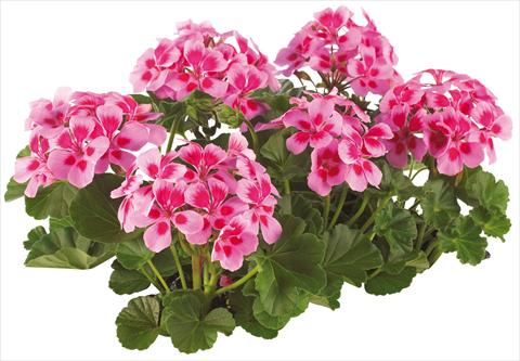 Photo de variété de fleurs à utiliser comme: Pot, patio, Suspension Pelargonium peltatum Pop Idols® fides® Lilac with Eye