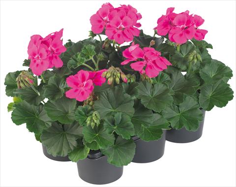 Photo de variété de fleurs à utiliser comme: Pot, patio, Suspension Pelargonium peltatum Pop Idols® fides® Neon Pink