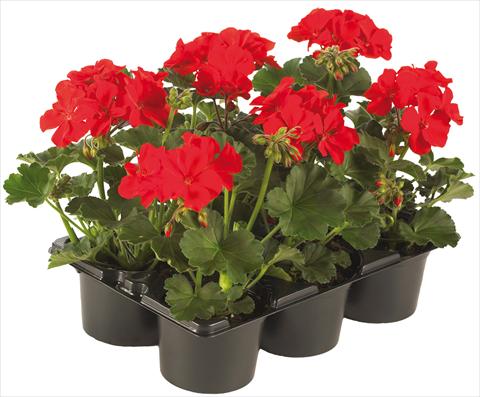 Photo de variété de fleurs à utiliser comme: Pot, patio, Suspension Pelargonium peltatum Pop Idols® fides® Red