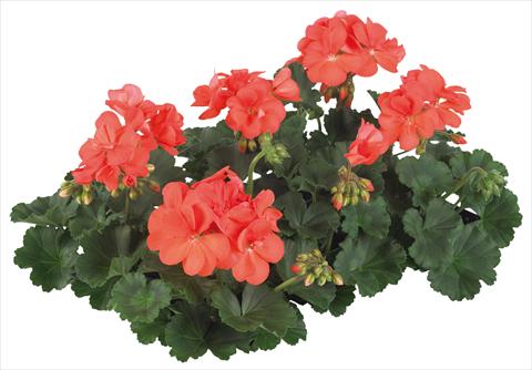 Photo de variété de fleurs à utiliser comme: Pot, patio, Suspension Pelargonium peltatum Pop Idols® fides® Salmon