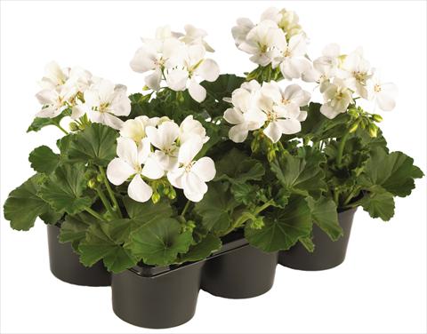 Photo de variété de fleurs à utiliser comme: Pot, patio, Suspension Pelargonium peltatum Pop Idols® fides® White