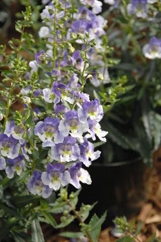 Photo de variété de fleurs à utiliser comme: Pot, Plante à massif, patio, Suspension Angelonia Angelface Blu Bicolor