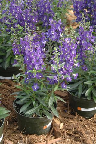 Photo de variété de fleurs à utiliser comme: Pot, Plante à massif, patio, Suspension Angelonia Angelface Dark Violet