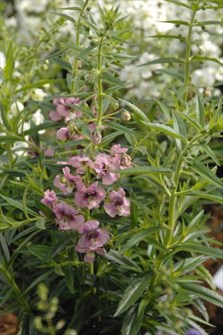Photo de variété de fleurs à utiliser comme: Pot, Plante à massif, patio, Suspension Angelonia Angelface Pink