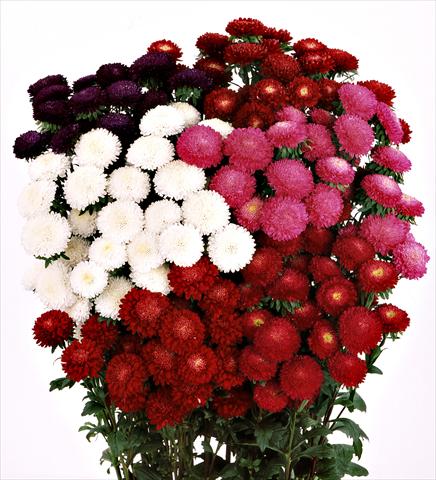 Photo de variété de fleurs à utiliser comme: Fleur coupée Aster (Callistephus) Bonita Mix a fiore doppio