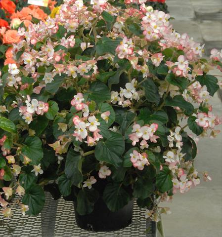 Photo de variété de fleurs à utiliser comme: Plante à massif, pot ou Suspension Begonia Bravehart Rosa Bicolor