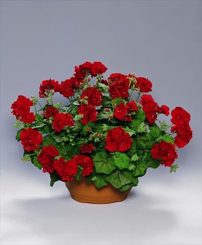 Photo de variété de fleurs à utiliser comme: Plante à massif, patio, Suspension Pelargonium peltatum pac® Tomgirl