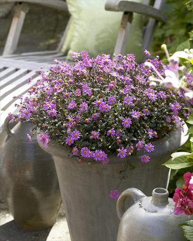 Photo de variété de fleurs à utiliser comme: Pot et Plante à massif Brachyscome Surdaisy Strawberry Mauve