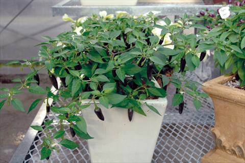 Photo de variété de fleurs à utiliser comme: Pot et Plante à massif Capsicum annuum Kenzo