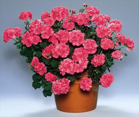 Photo de variété de fleurs à utiliser comme: Plante à massif, patio, Suspension Pelargonium peltatum pac® Vicky