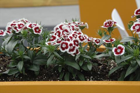 Photo de variété de fleurs à utiliser comme: Pot et Plante à massif Dianthus barbatus Diabunda