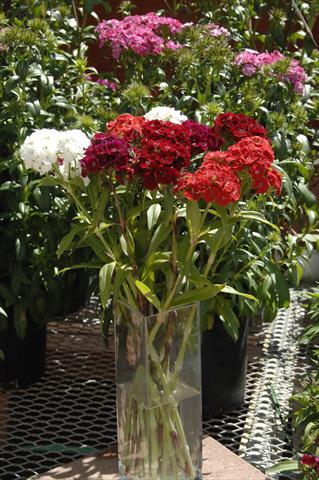 Photo de variété de fleurs à utiliser comme: Pot et Plante à massif Dianthus barbatus Sweet Mix da reciso