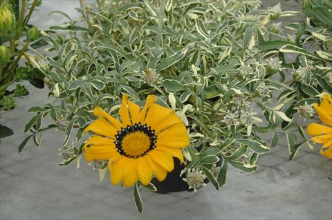 Photo de variété de fleurs à utiliser comme: Plante à massif/ plante de bordure Gazania Eagle Eye