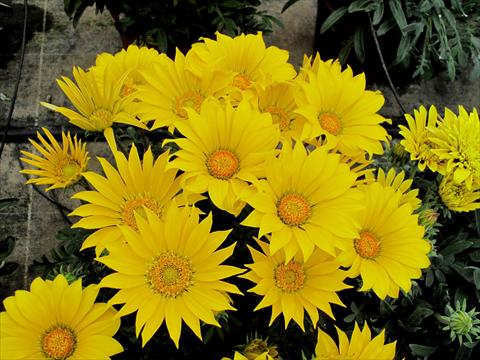 Photo de variété de fleurs à utiliser comme: Plante à massif/ plante de bordure Gazania Mirador