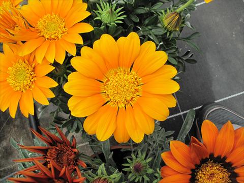 Photo de variété de fleurs à utiliser comme: Plante à massif/ plante de bordure Gazania Nahui
