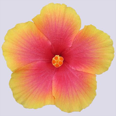 Photo de variété de fleurs à utiliser comme: Pot et Plante à massif Hibiscus rosa-sinensis Krista