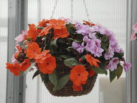 Photo de variété de fleurs à utiliser comme: Pot, Plante à massif, patio, Suspension Impatiens N. Guinea Divine Mix