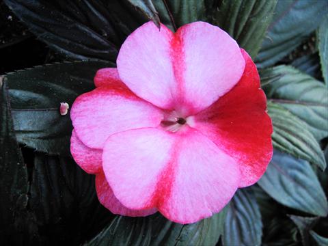 Photo de variété de fleurs à utiliser comme: Pot, Plante à massif, patio, Suspension Impatiens N. Guinea Paradise® Amuna