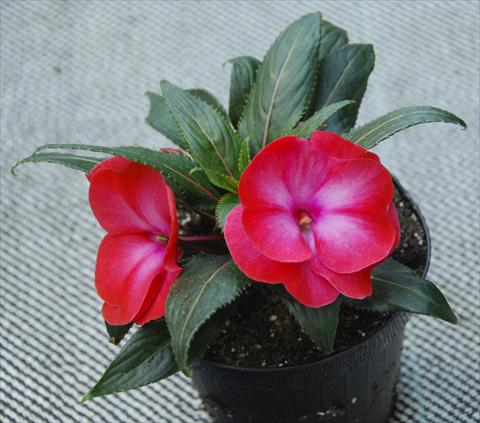 Photo de variété de fleurs à utiliser comme: Pot, Plante à massif, patio, Suspension Impatiens N. Guinea Paradise Manga