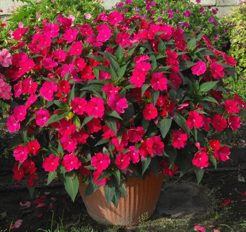 Photo de variété de fleurs à utiliser comme: Pot, Plante à massif, patio, Suspension Impatiens N. Guinea SunPatiens® Spreading Red Magenta