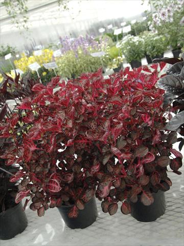 Photo de variété de fleurs à utiliser comme: Pot et Plante à massif Iresine Brillantissima Rosso