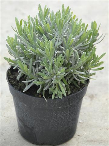 Photo de variété de fleurs à utiliser comme: Pot et Plante à massif Lavandula angustifolia Hidcote blu