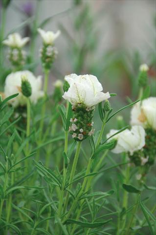 Photo de variété de fleurs à utiliser comme: Pot et Plante à massif Lavandula stoechas Bianca