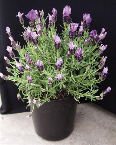 Photo de variété de fleurs à utiliser comme: Pot et Plante à massif Lavandula stoechas Purple