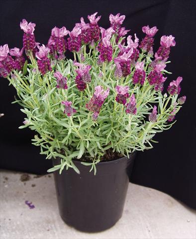 Photo de variété de fleurs à utiliser comme: Pot et Plante à massif Lavandula stoechas Rosa