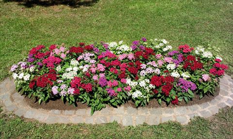 Photo de variété de fleurs à utiliser comme: Pot et Plante à massif Pentas lanceolata Graffiti Mix