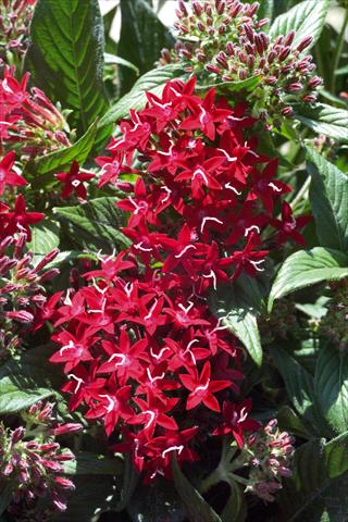 Photo de variété de fleurs à utiliser comme: Pot et Plante à massif Pentas lanceolata Graffiti Red Lace