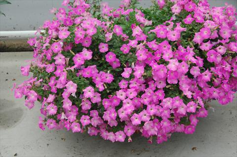 Photo de variété de fleurs à utiliser comme: Pot, Plante à massif, patio, Suspension Petunia Gioconda Rosa