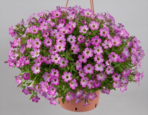 Photo de variété de fleurs à utiliser comme: Pot, Plante à massif, patio, Suspension Petunia Littletunia Sweet Sherbet