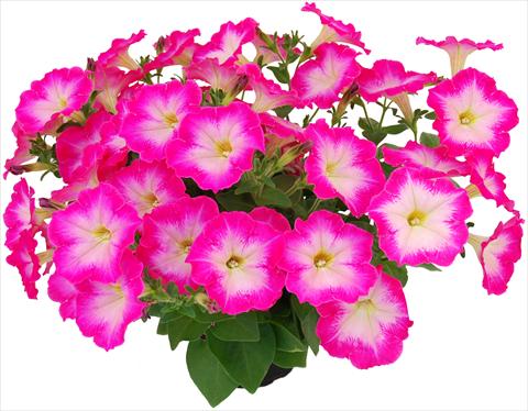 Photo de variété de fleurs à utiliser comme: Pot, Plante à massif, patio, Suspension Petunia Veranda® Hot Pink
