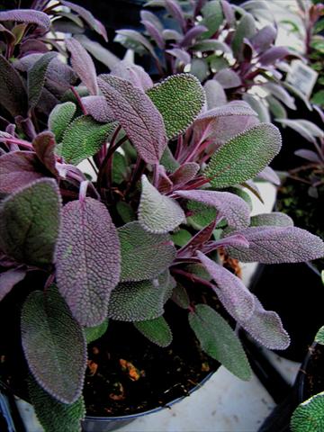 Photo de variété de fleurs à utiliser comme: Pot et Plante à massif Salvia purpurea 